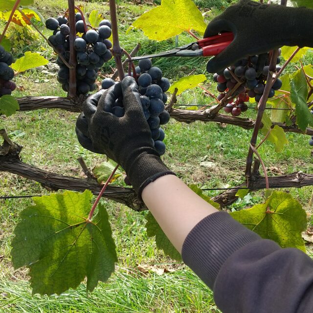 ブドウの収穫、いよいよ大詰めです！