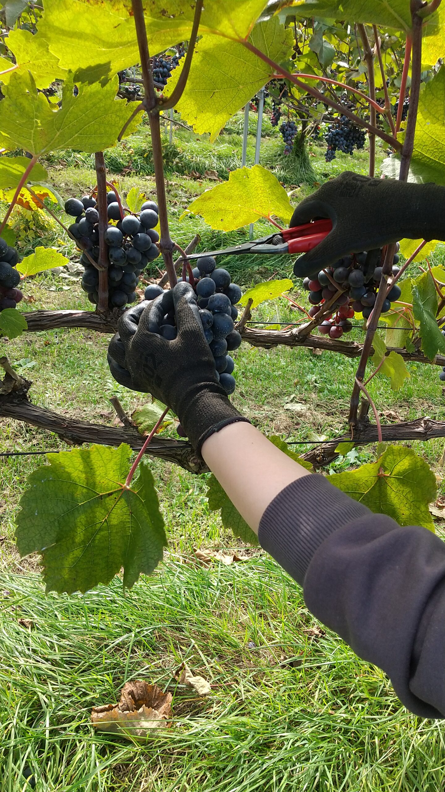 ブドウの収穫、いよいよ大詰めです!